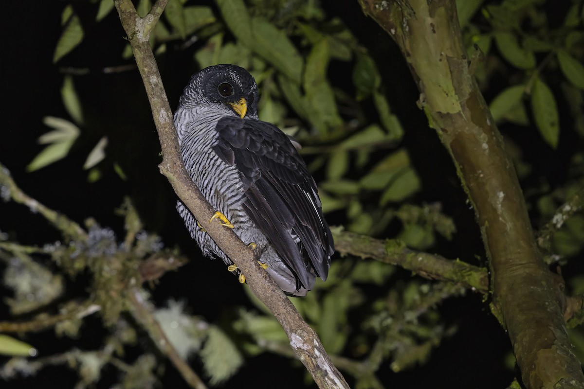 シロクロヒナフクロウ - ML644205602