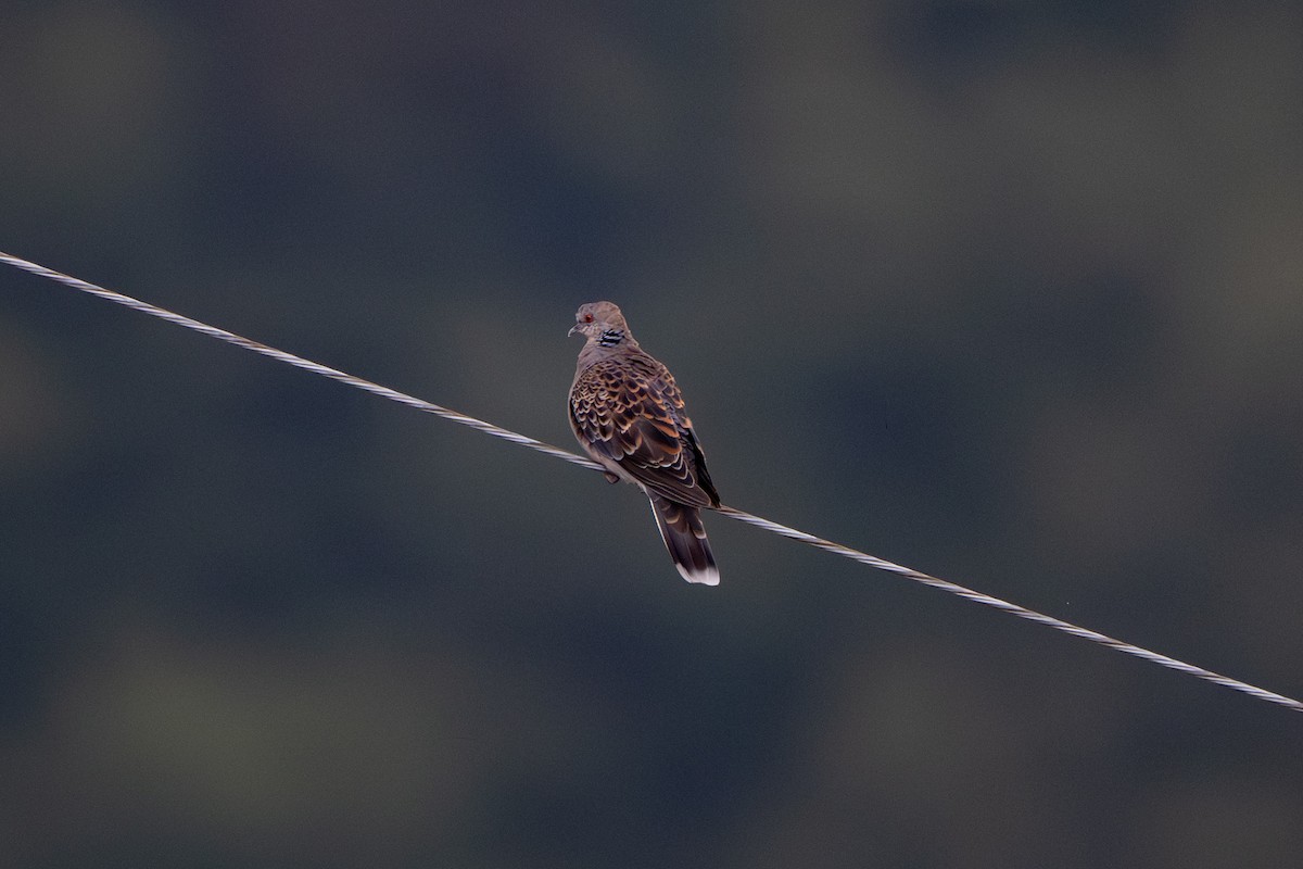 Oriental Turtle-Dove - ML644205623