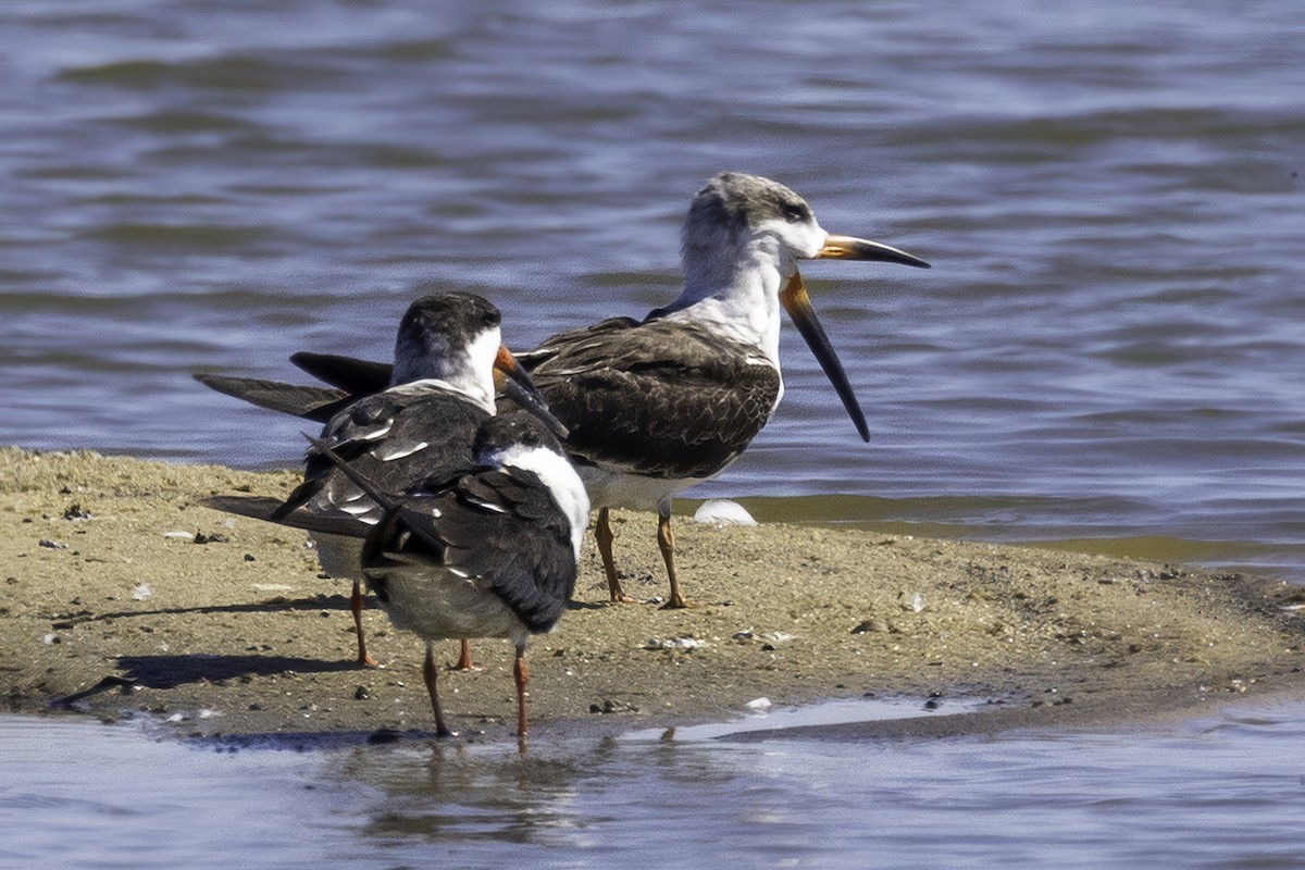 Black Skimmer - ML644205624