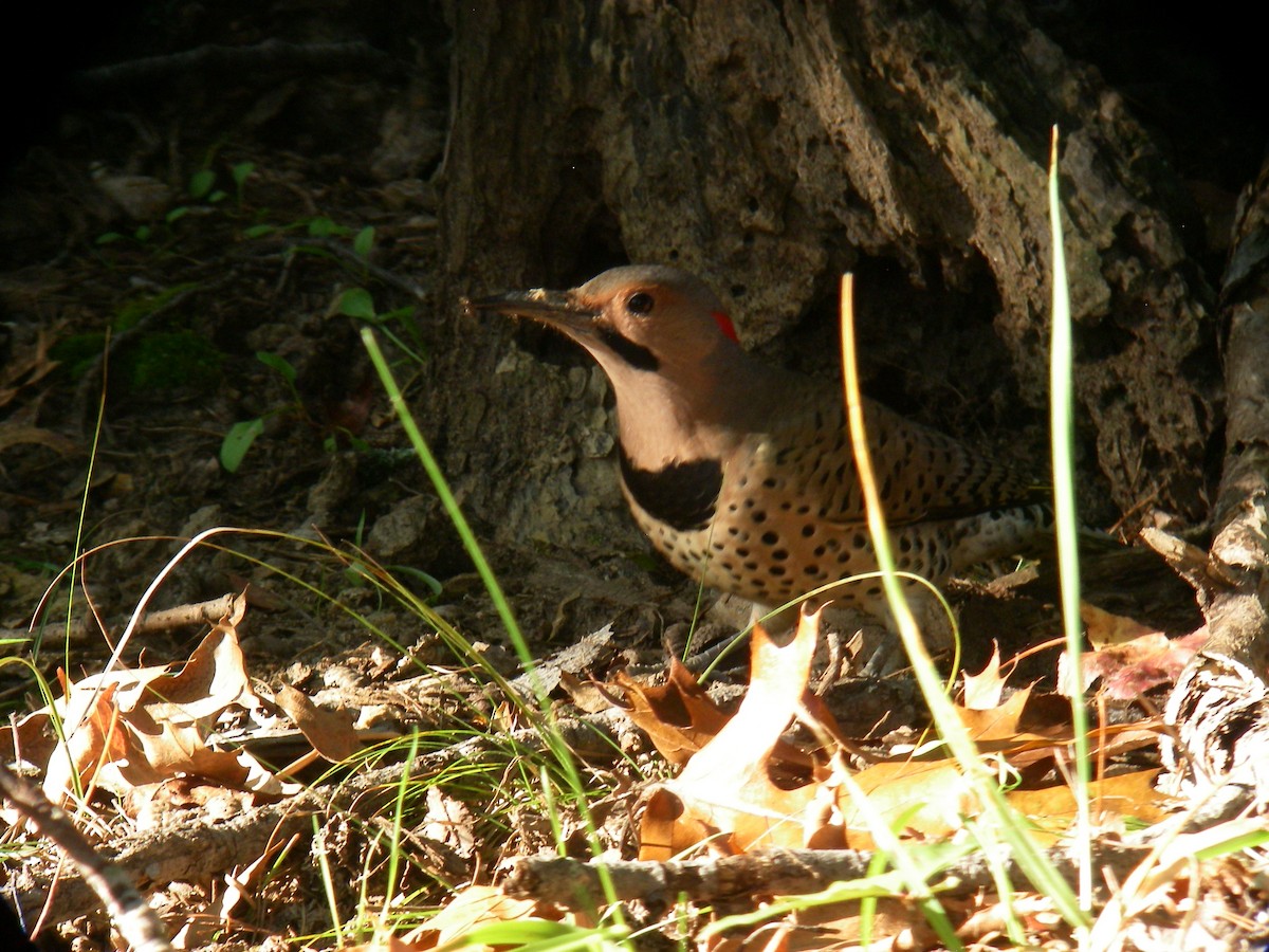 Northern Flicker (Yellow-shafted) - ML644205625