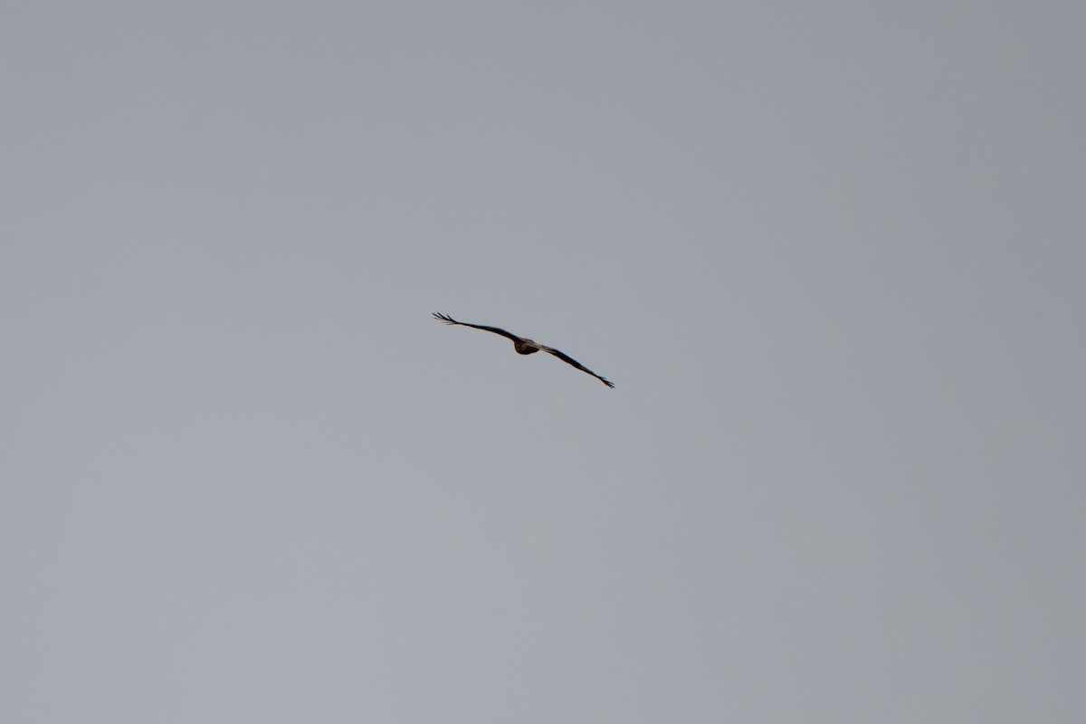 Mountain Hawk-Eagle - ML644205627