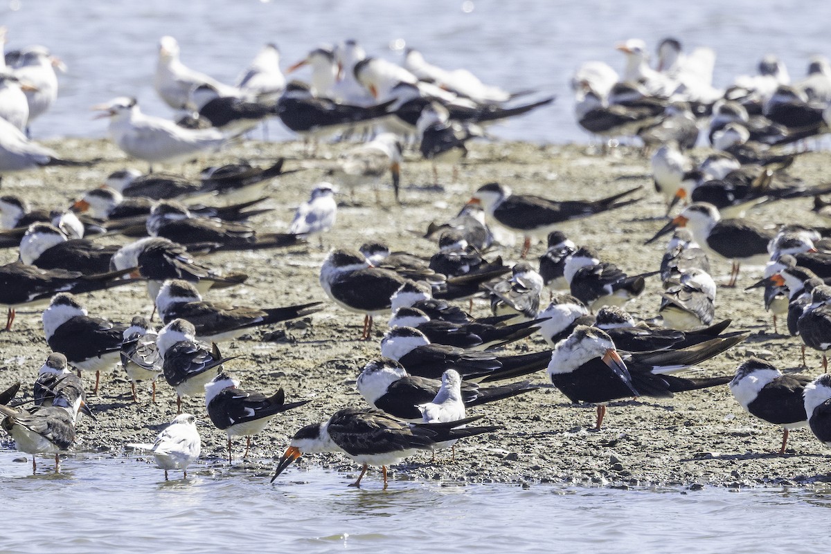 Black Skimmer - ML644205628