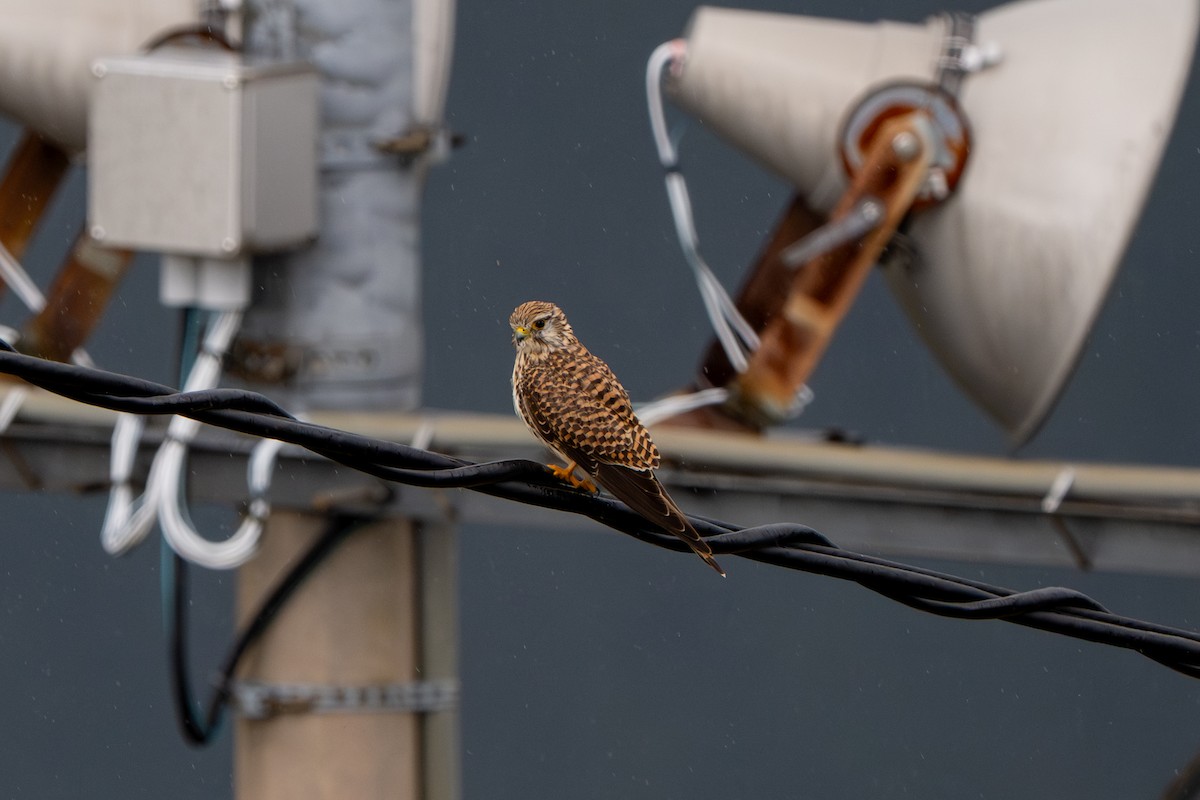 Eurasian Kestrel - ML644205629