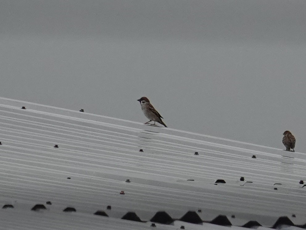 Eurasian Tree Sparrow - ML644205630
