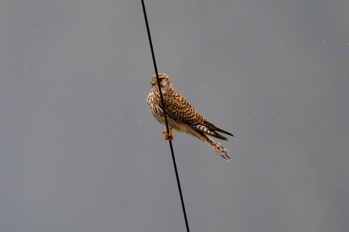 Eurasian Kestrel - ML644205631