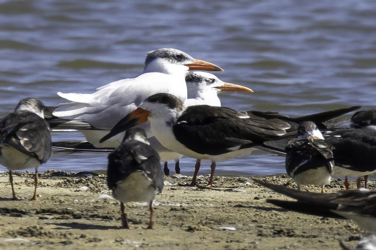 Black Skimmer - ML644205632