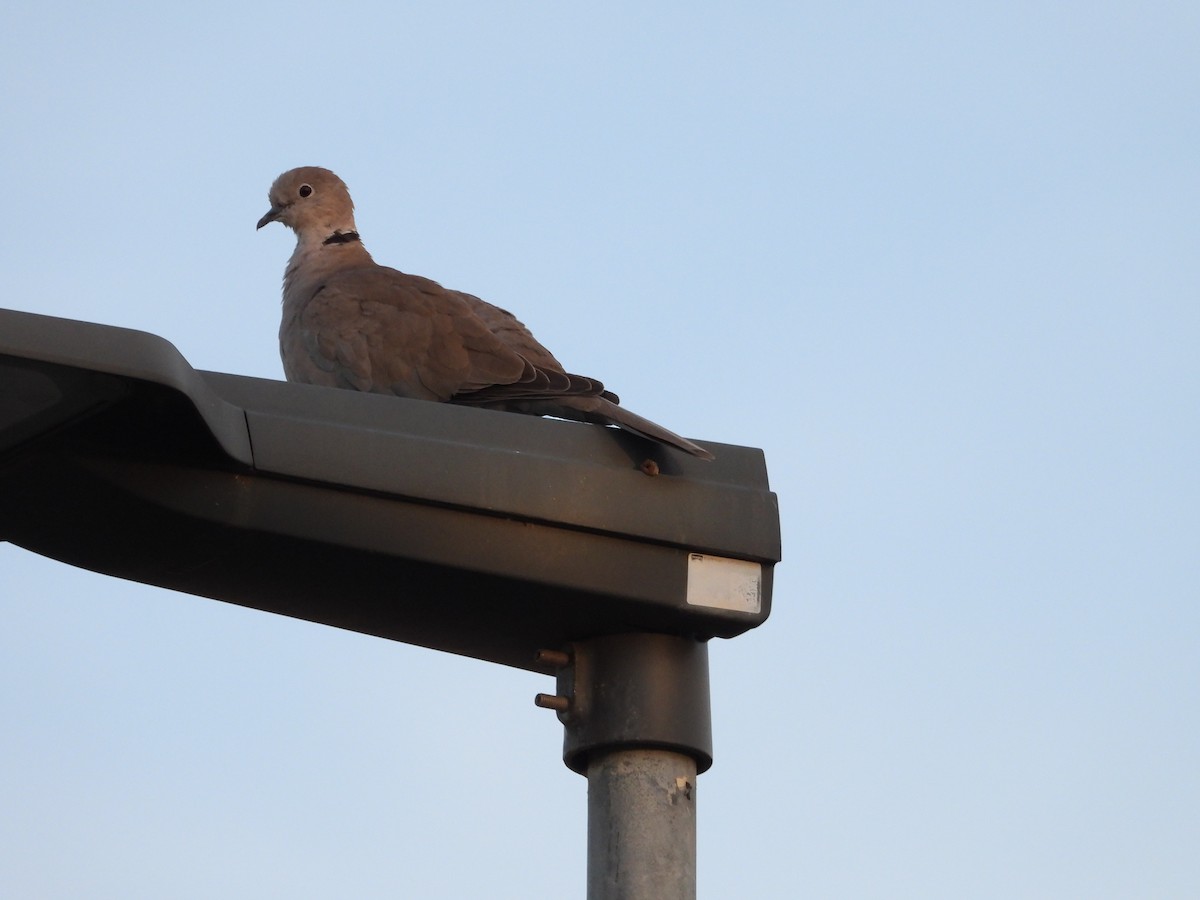 Eurasian Collared-Dove - ML644205636