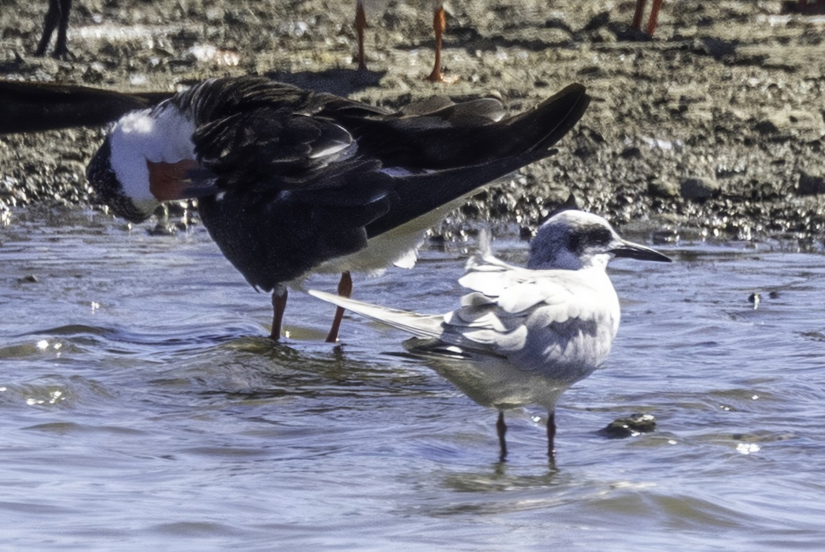 Black Skimmer - ML644205637