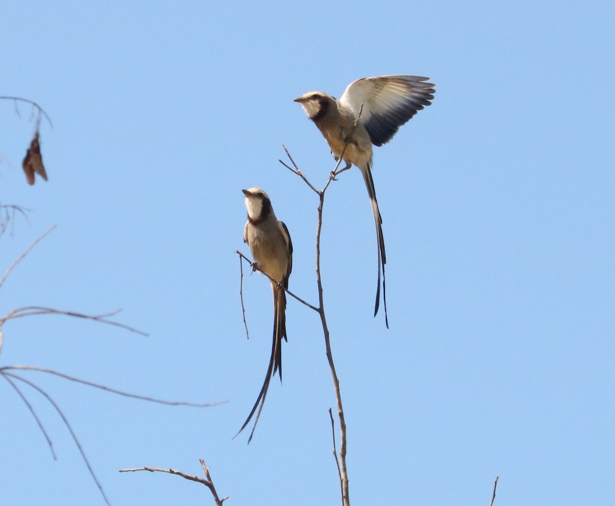Streamer-tailed Tyrant - ML644205638
