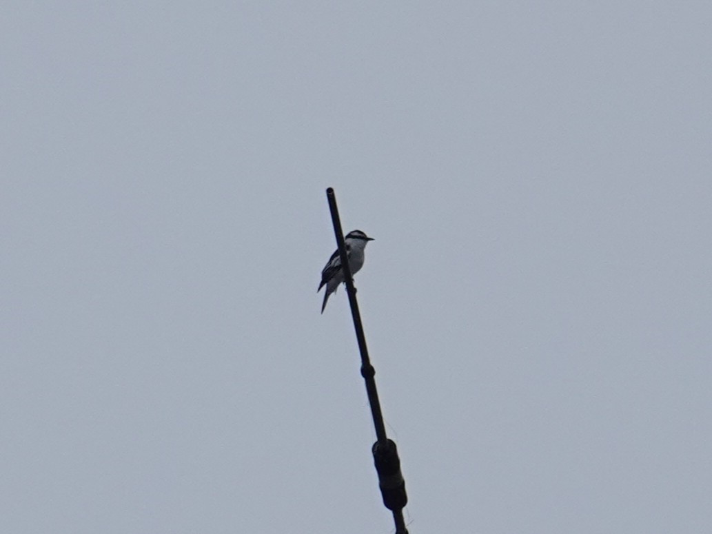 White-shouldered Triller - ML644205639
