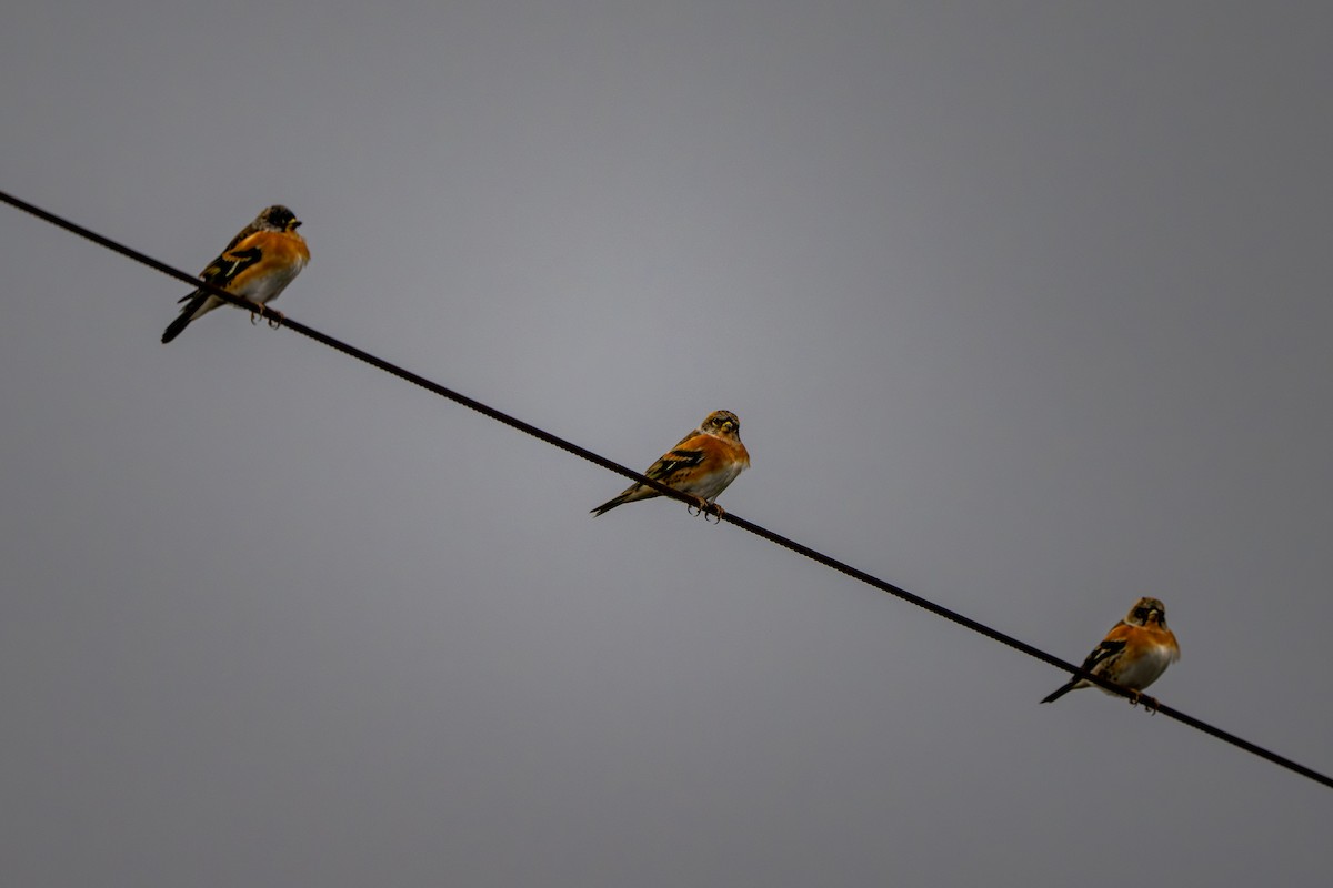 Brambling - ML644205641