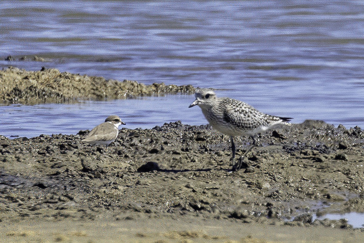 Black-bellied Plover - ML644205642