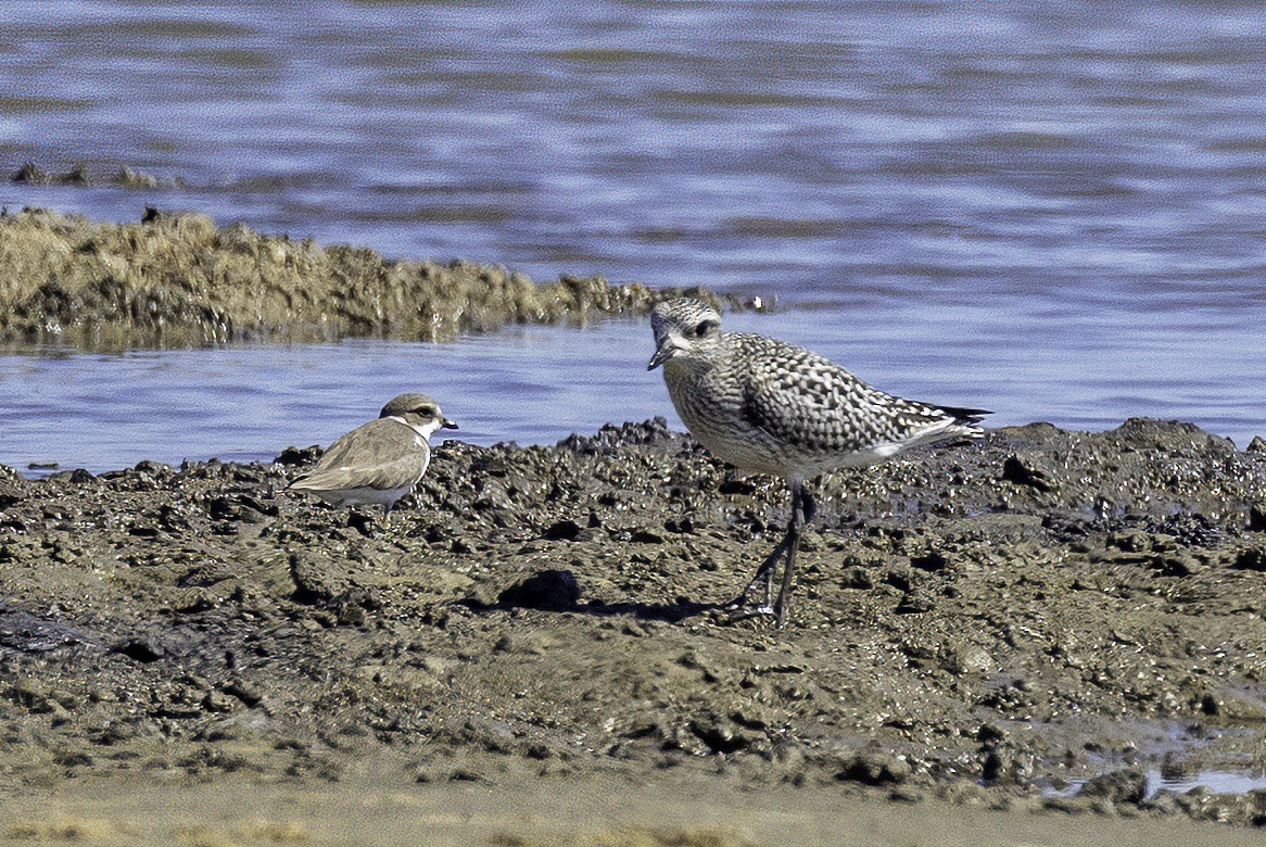 Black-bellied Plover - ML644205644