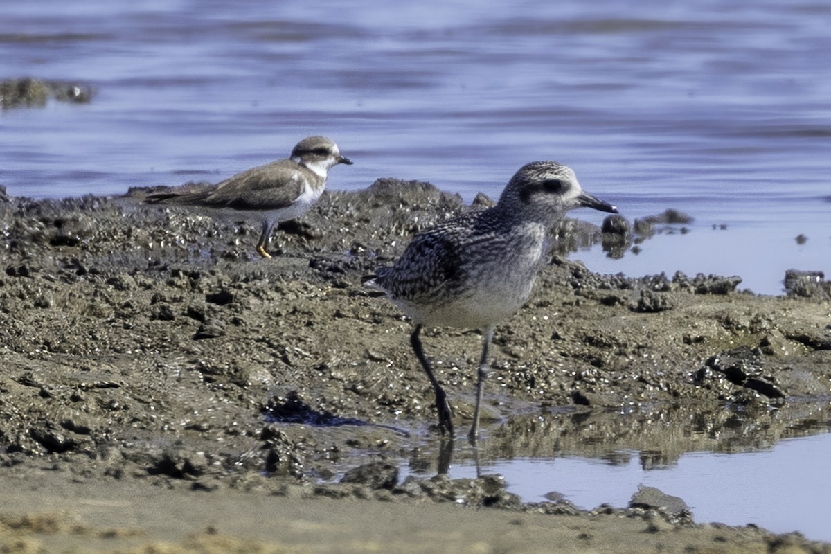 Black-bellied Plover - ML644205645