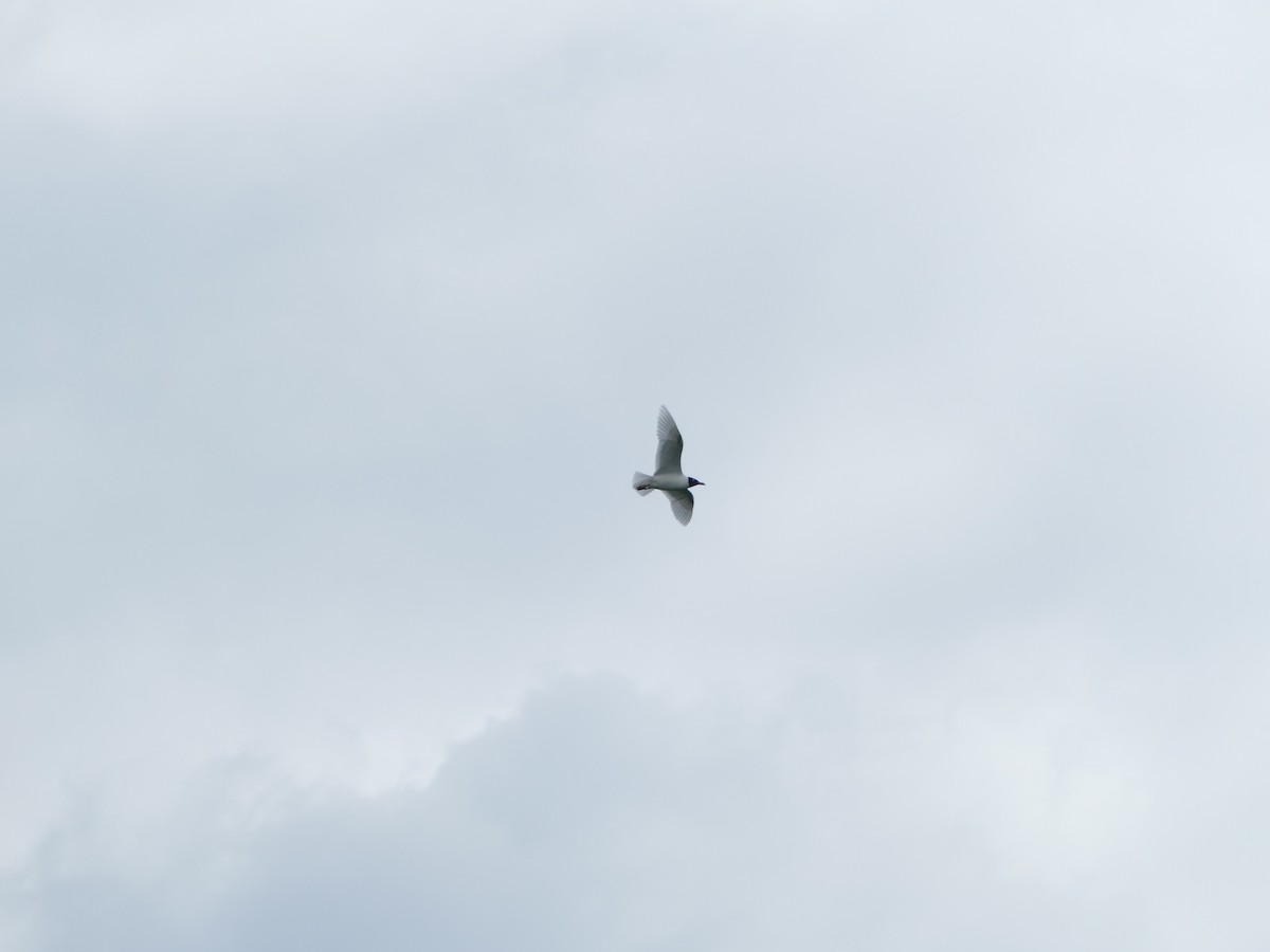 ニシズグロカモメ - ML644205646