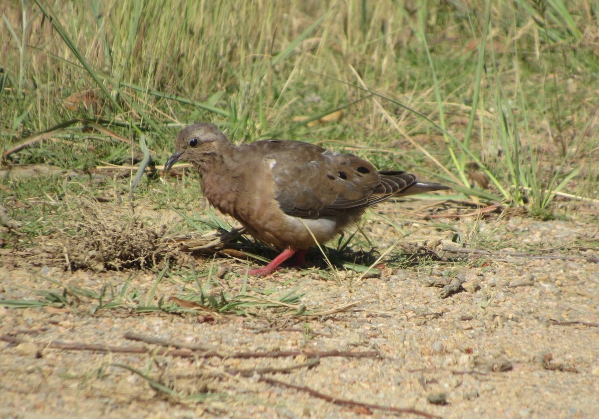 Eared Dove - ML644205647