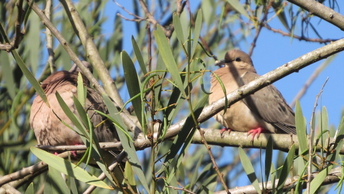 Eared Dove - ML644205648