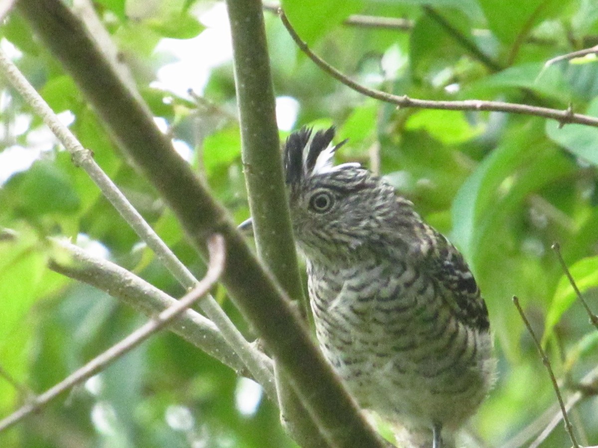 Barred Antshrike - ML644205651