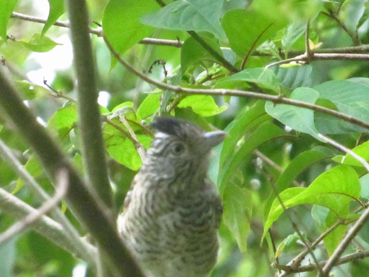 Barred Antshrike - ML644205652