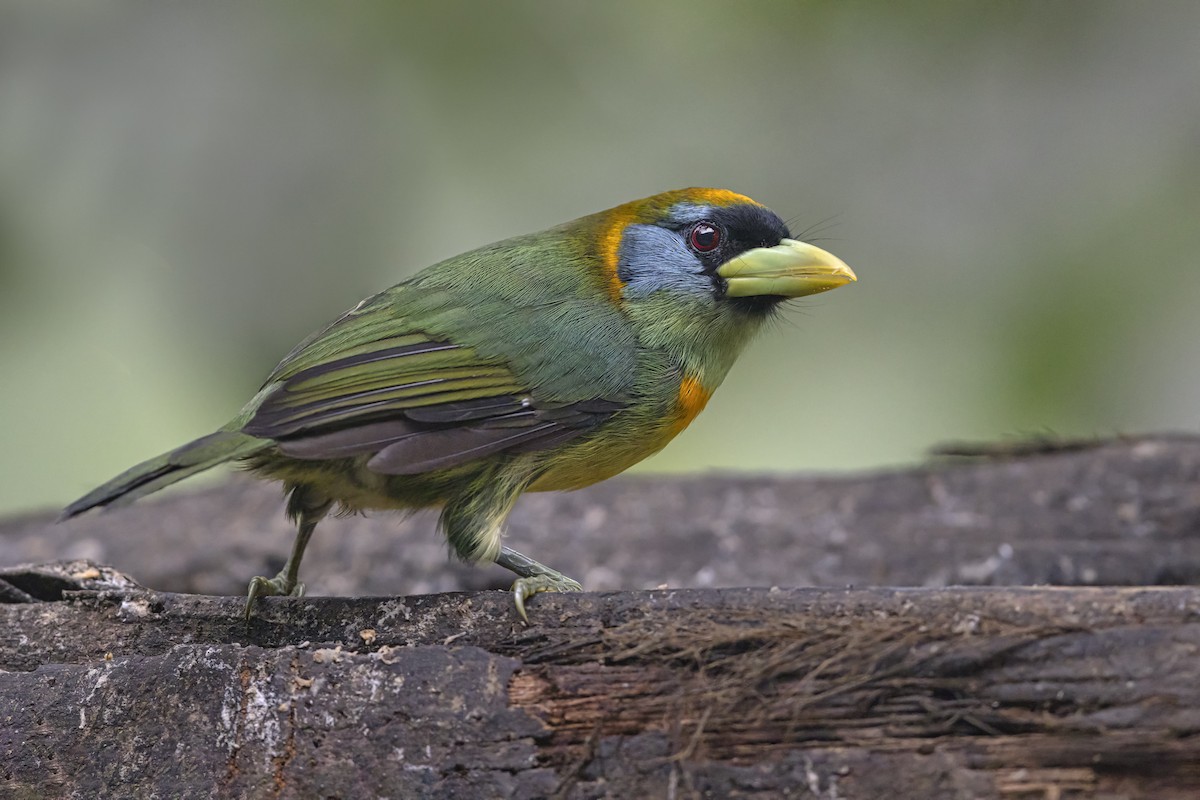Red-headed Barbet - ML644205653