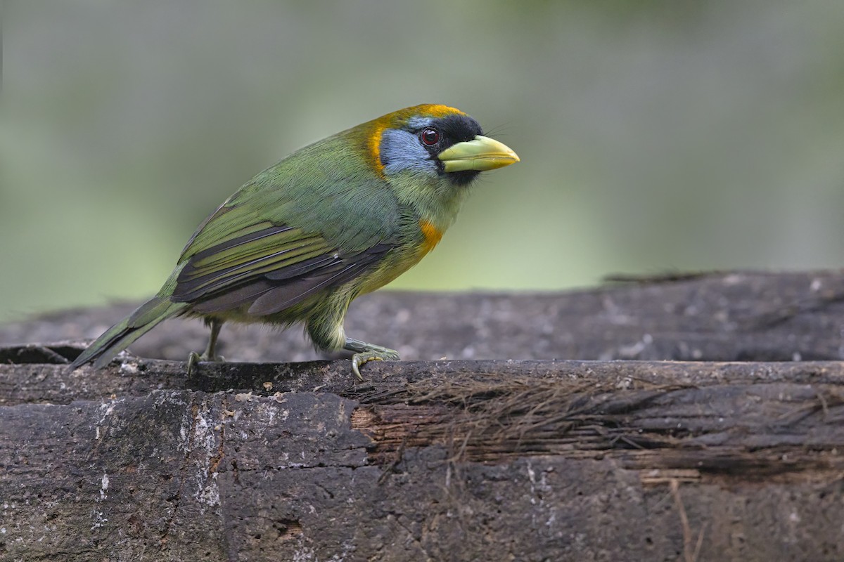 Red-headed Barbet - ML644205654