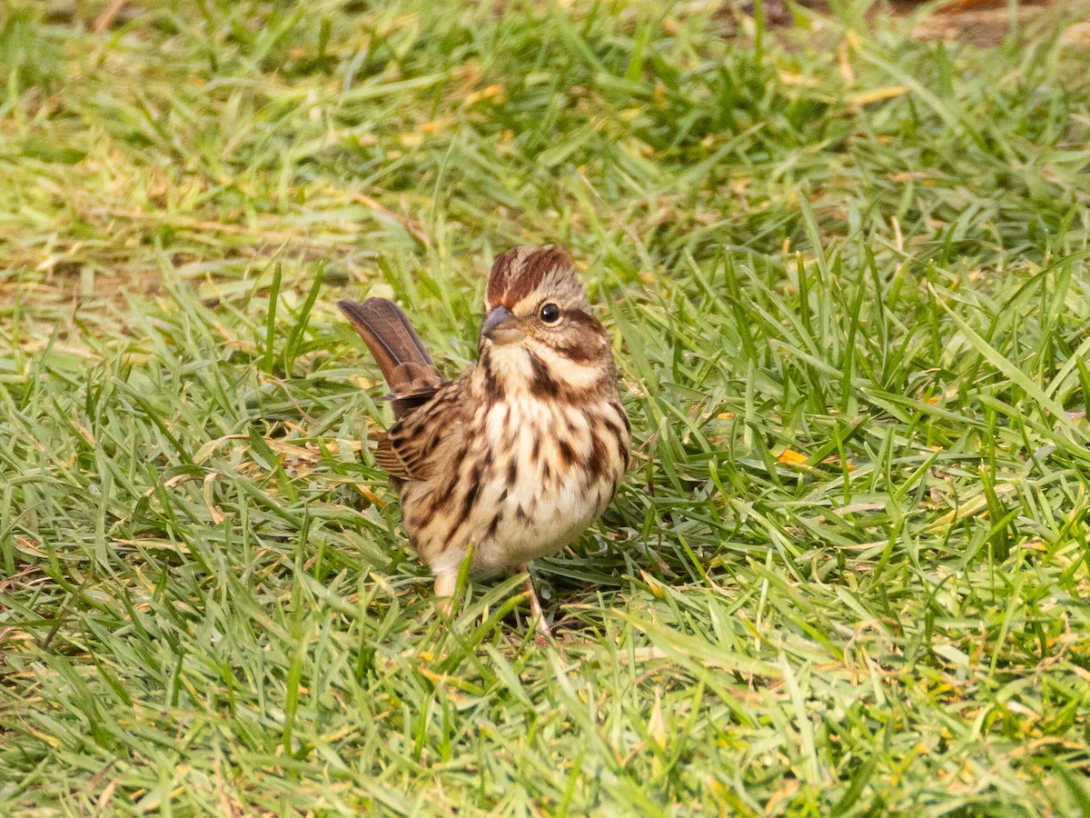 Song Sparrow - ML644205656
