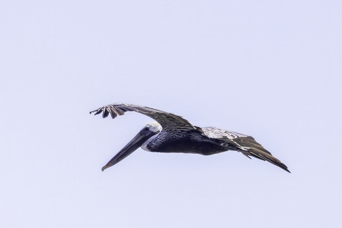 Brown Pelican - ML644205657