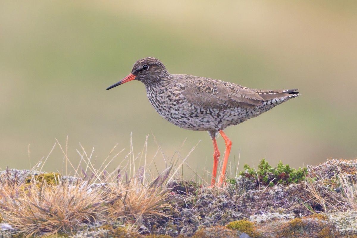 Common Redshank - ML644205658