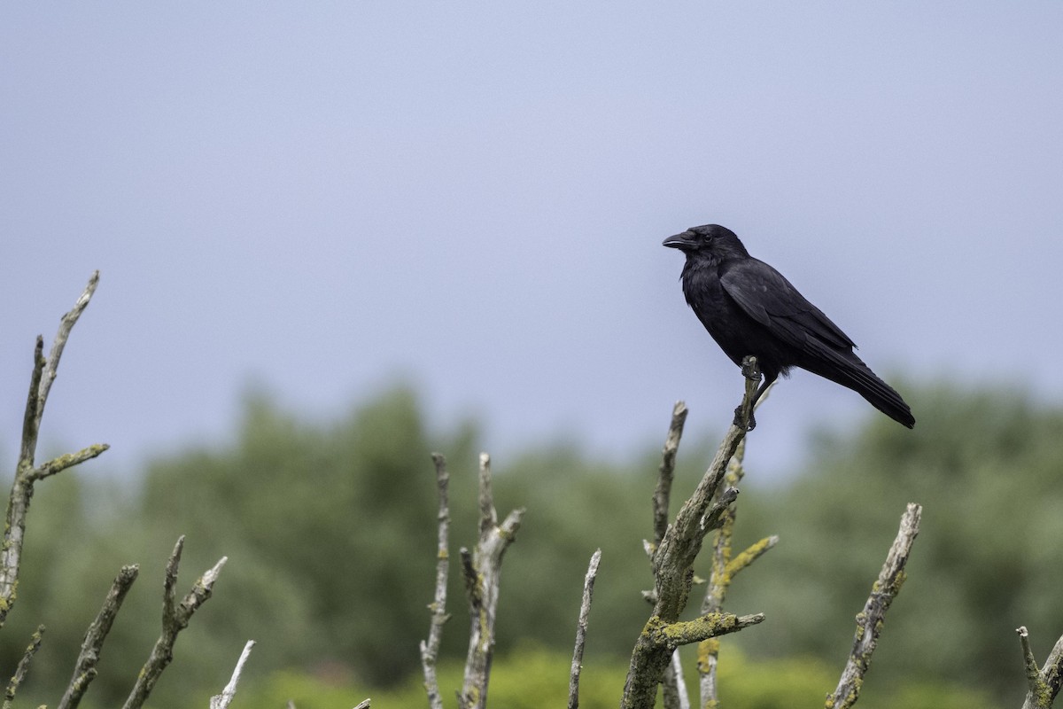 Carrion Crow - ML644205659