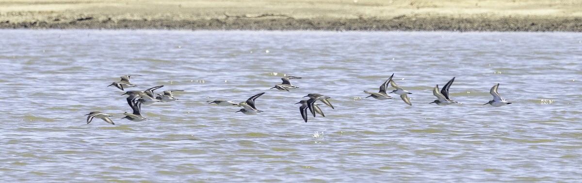 Dunlin - ML644205662