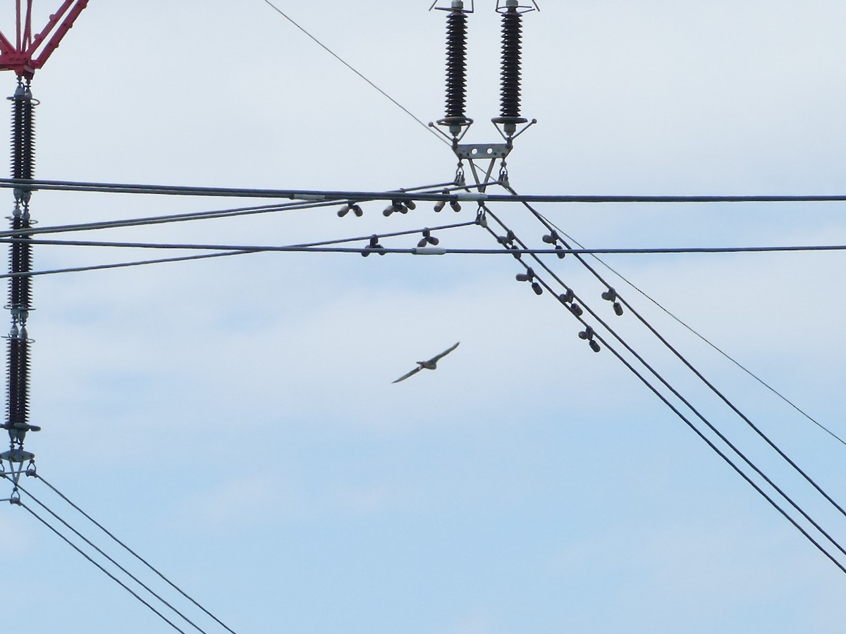 Балобан - ML644205663