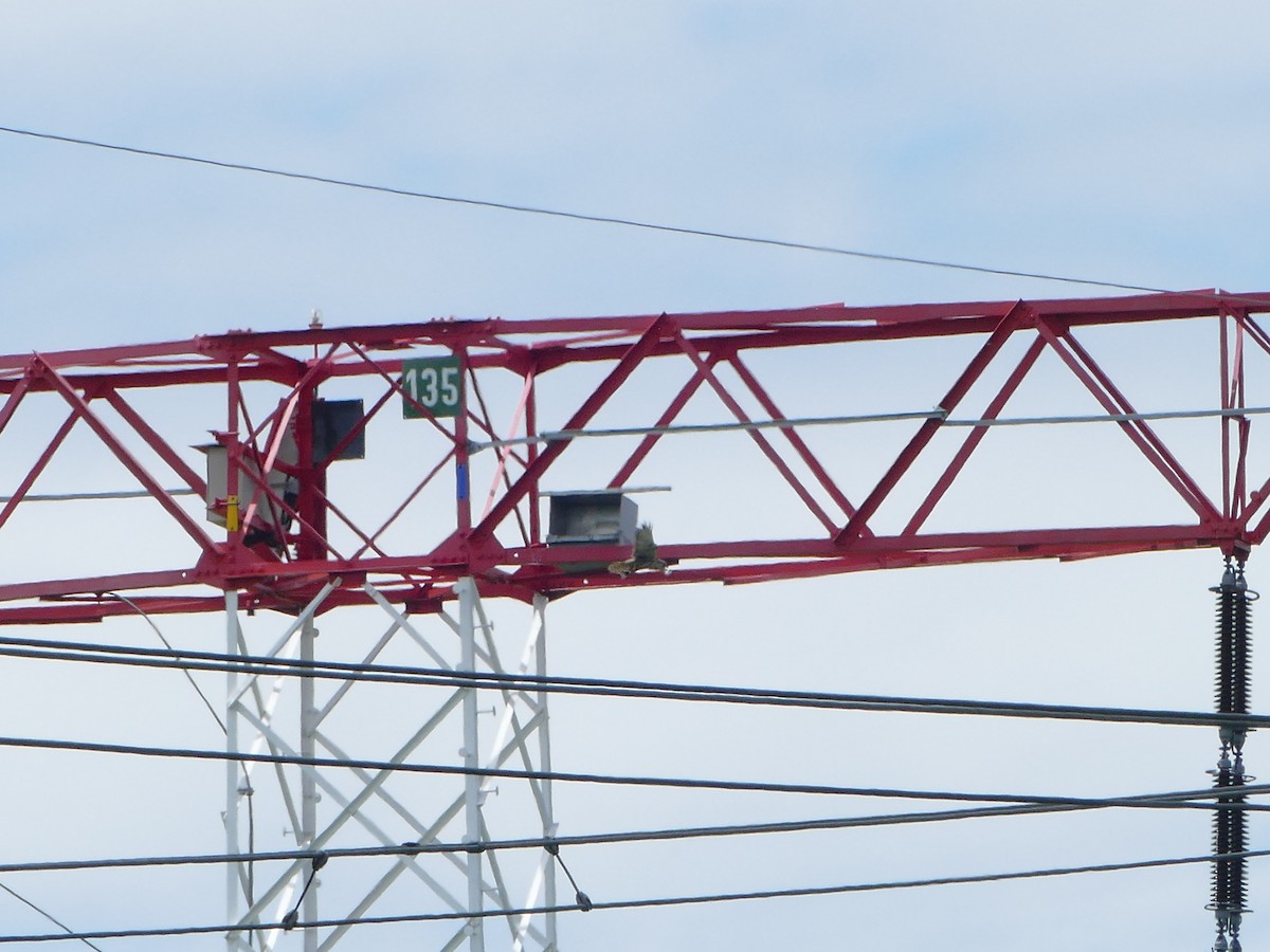 Балобан - ML644205664