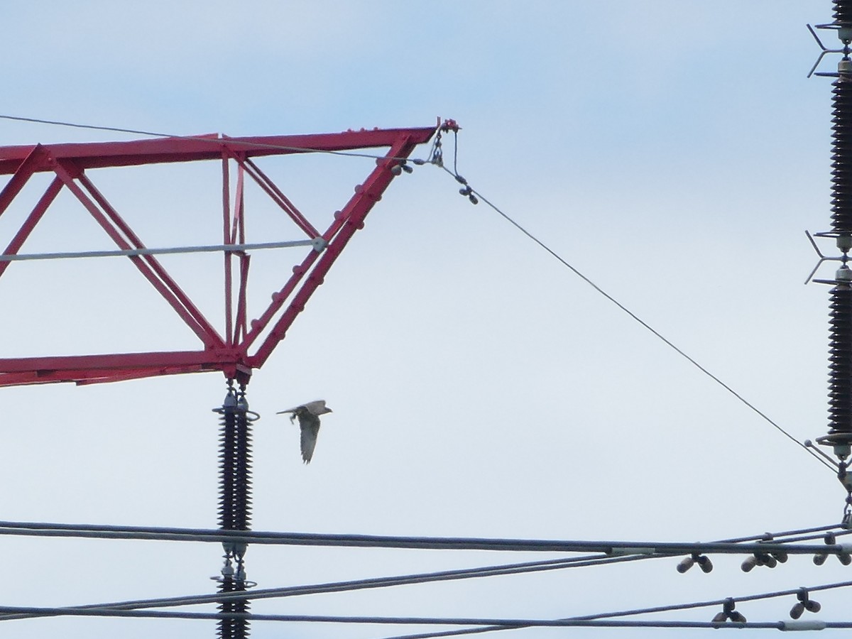 Балобан - ML644205665