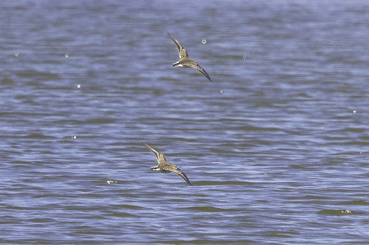 Dunlin - ML644205667