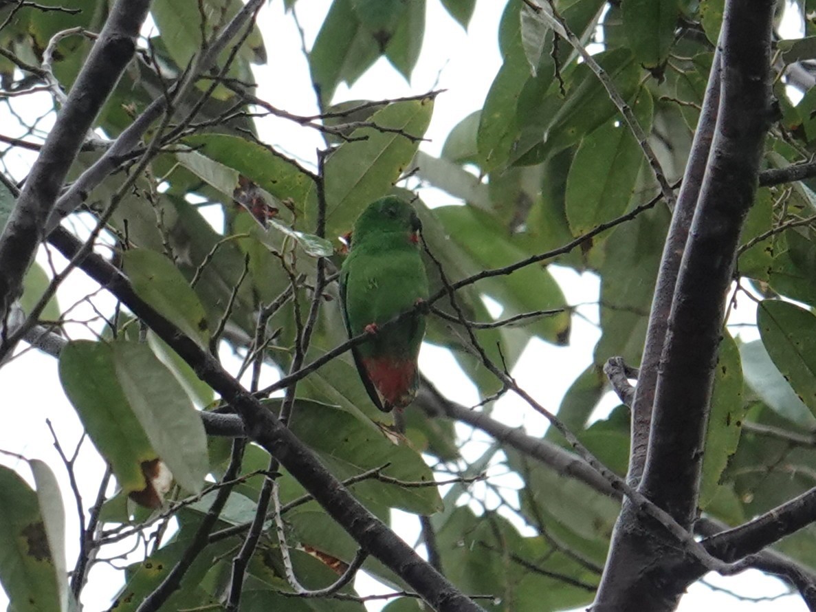 Rotsteißpapageichen - ML644205670