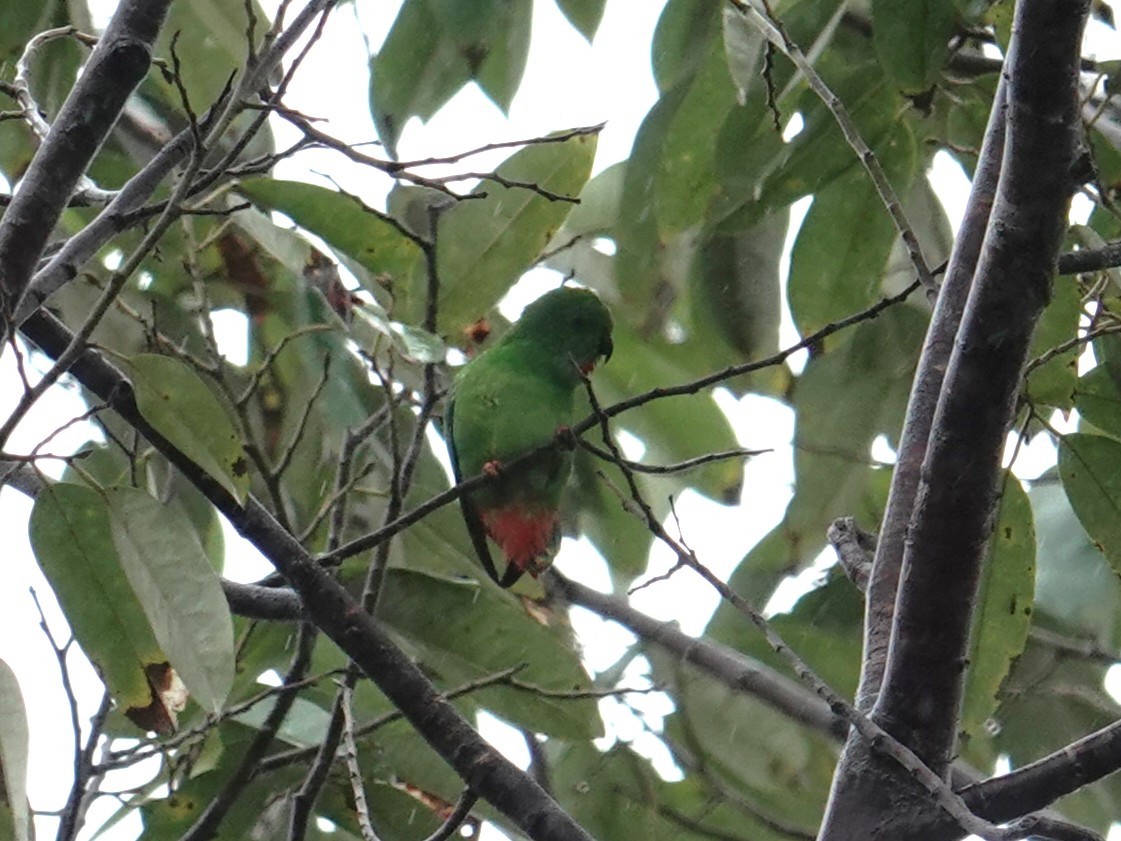 Rotsteißpapageichen - ML644205671