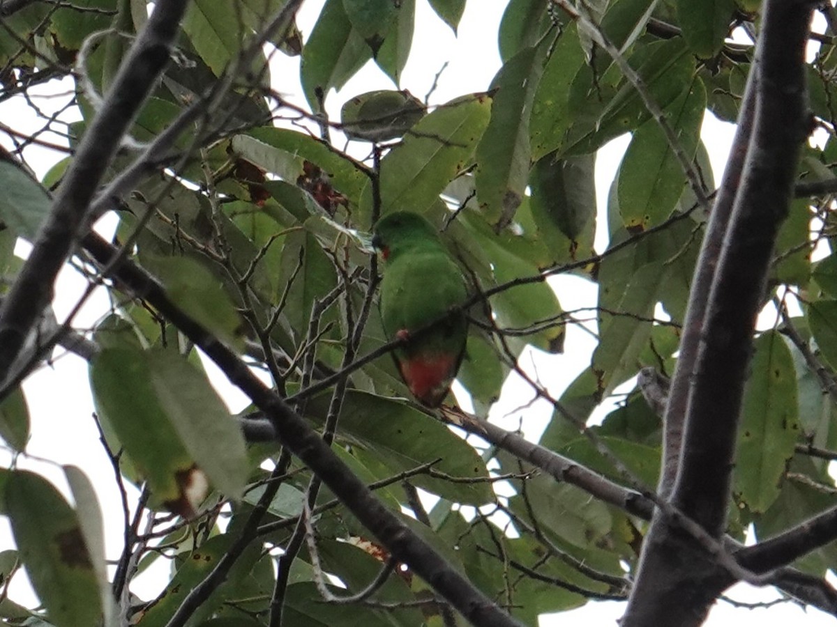 Rotsteißpapageichen - ML644205673