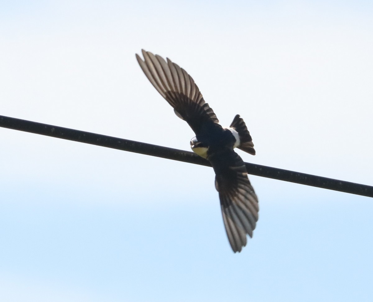White-rumped Swallow - ML644205678