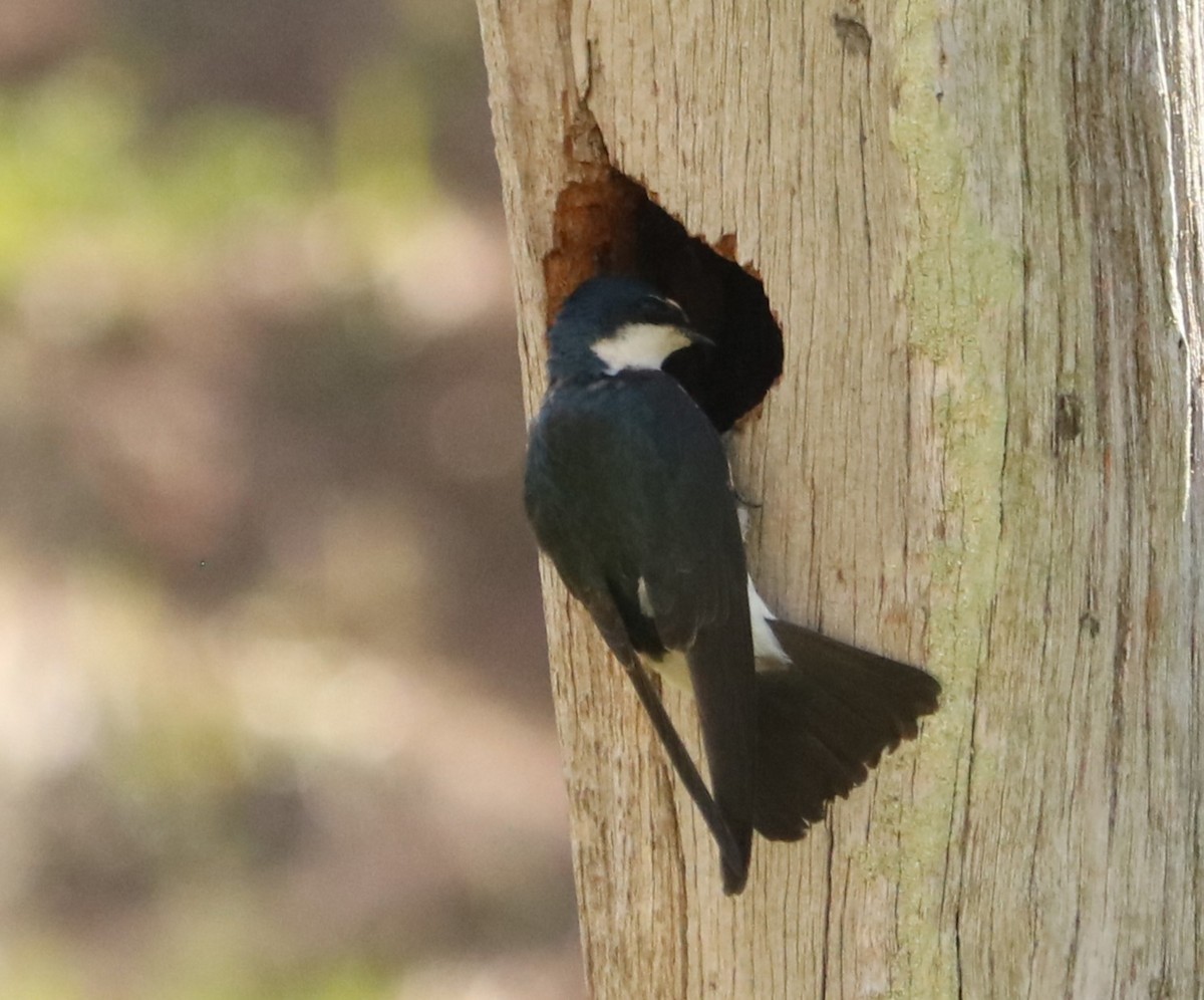 White-rumped Swallow - ML644205679