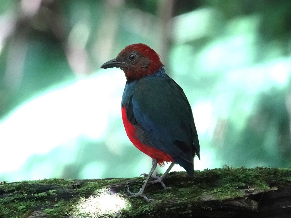 Sulawesi Pitta (Sangihe) - ML644205681