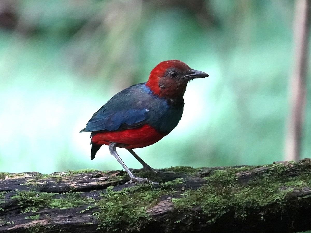 Sulawesi Pitta (Sangihe) - ML644205683