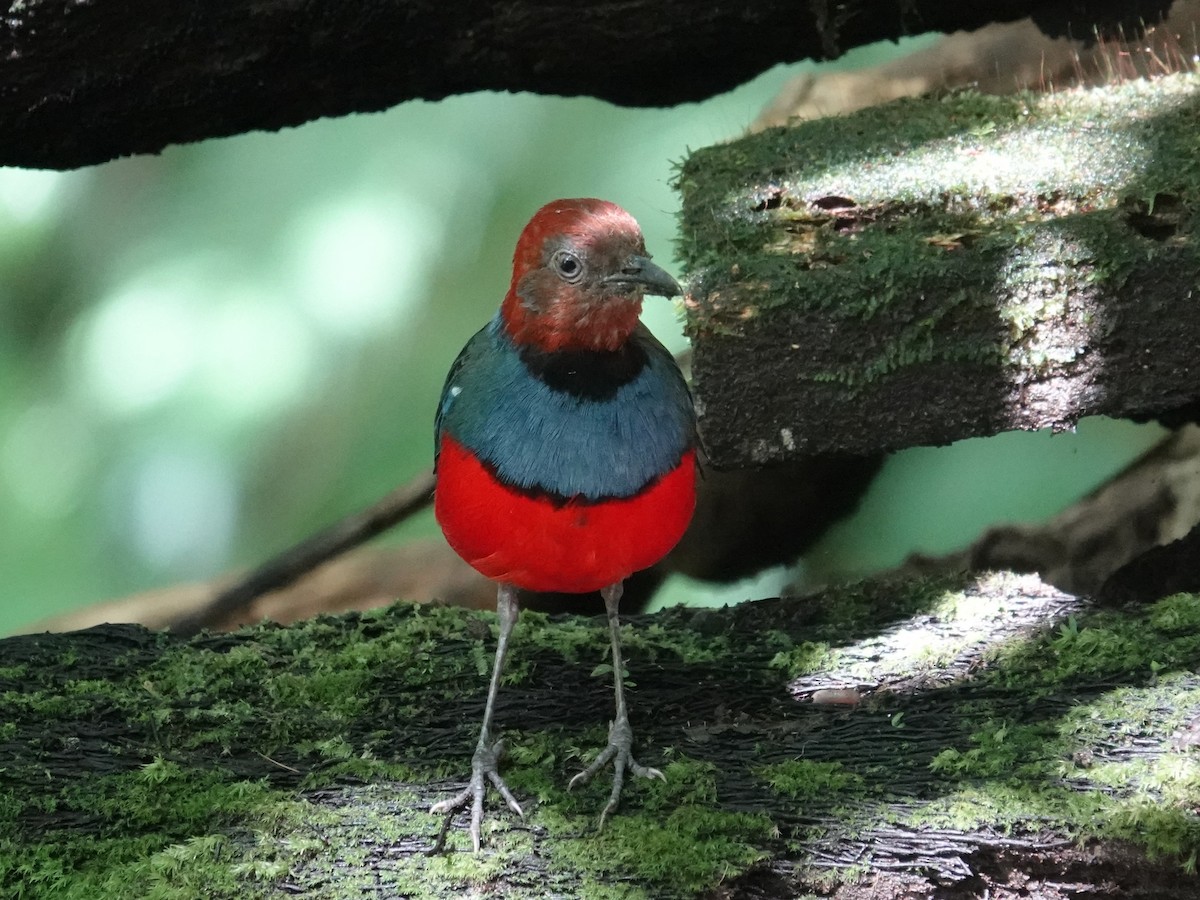 Sulawesi Pitta (Sangihe) - ML644205686