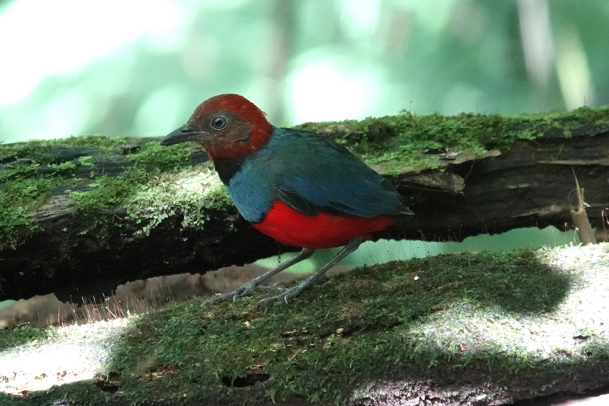 Sulawesi Pitta (Sangihe) - ML644205688