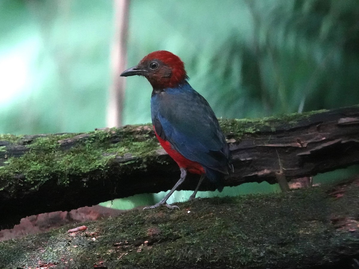 Sulawesi Pitta (Sangihe) - ML644205689