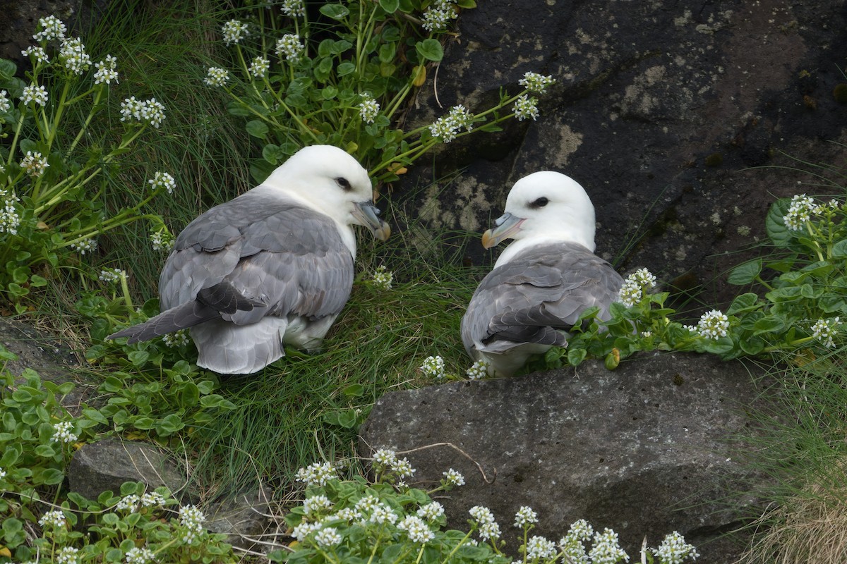 Northern Fulmar - ML644205695