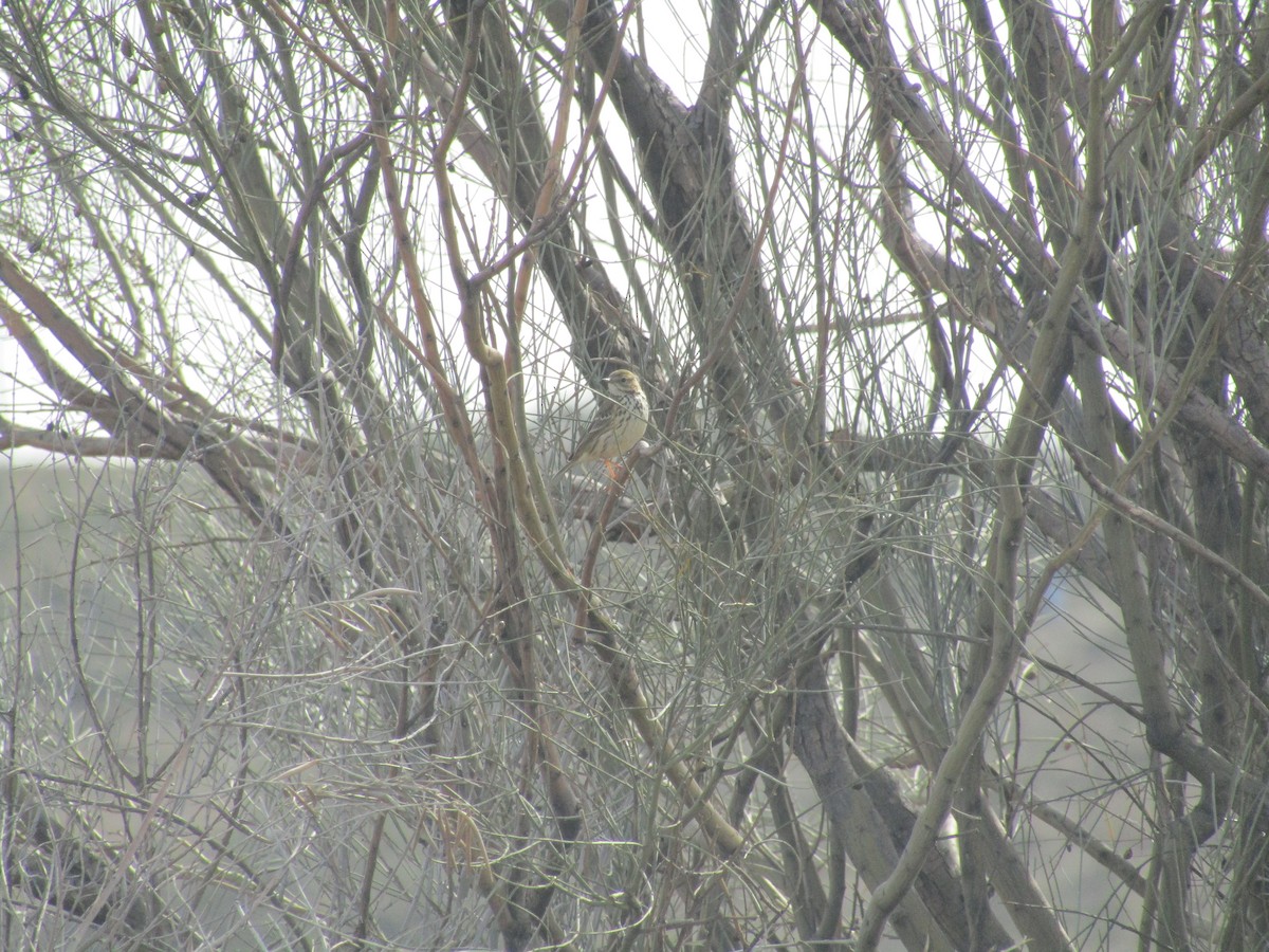 Meadow Pipit - ML644205714