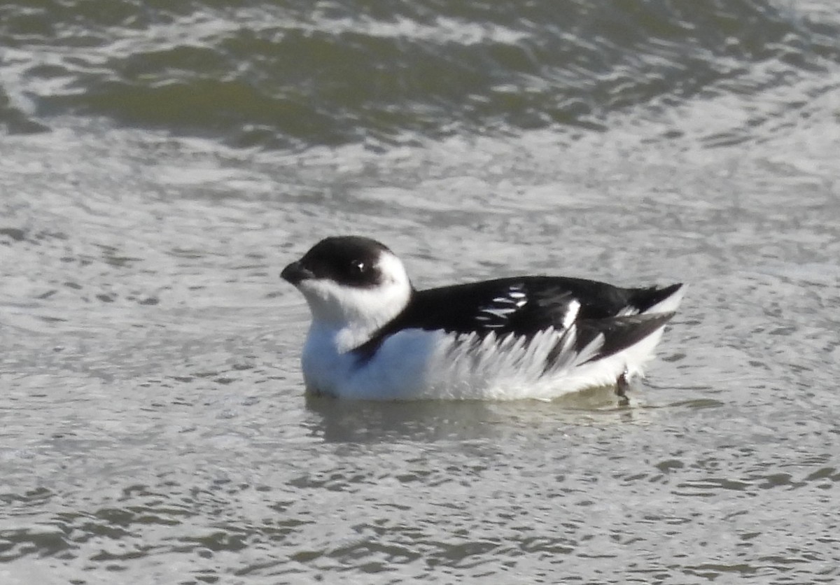 Mergule nain - ML644205717