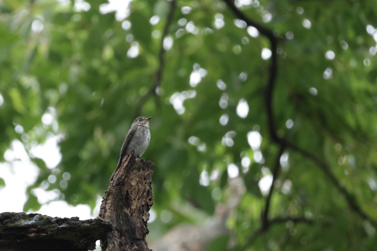 Dark-sided Flycatcher - ML644205726