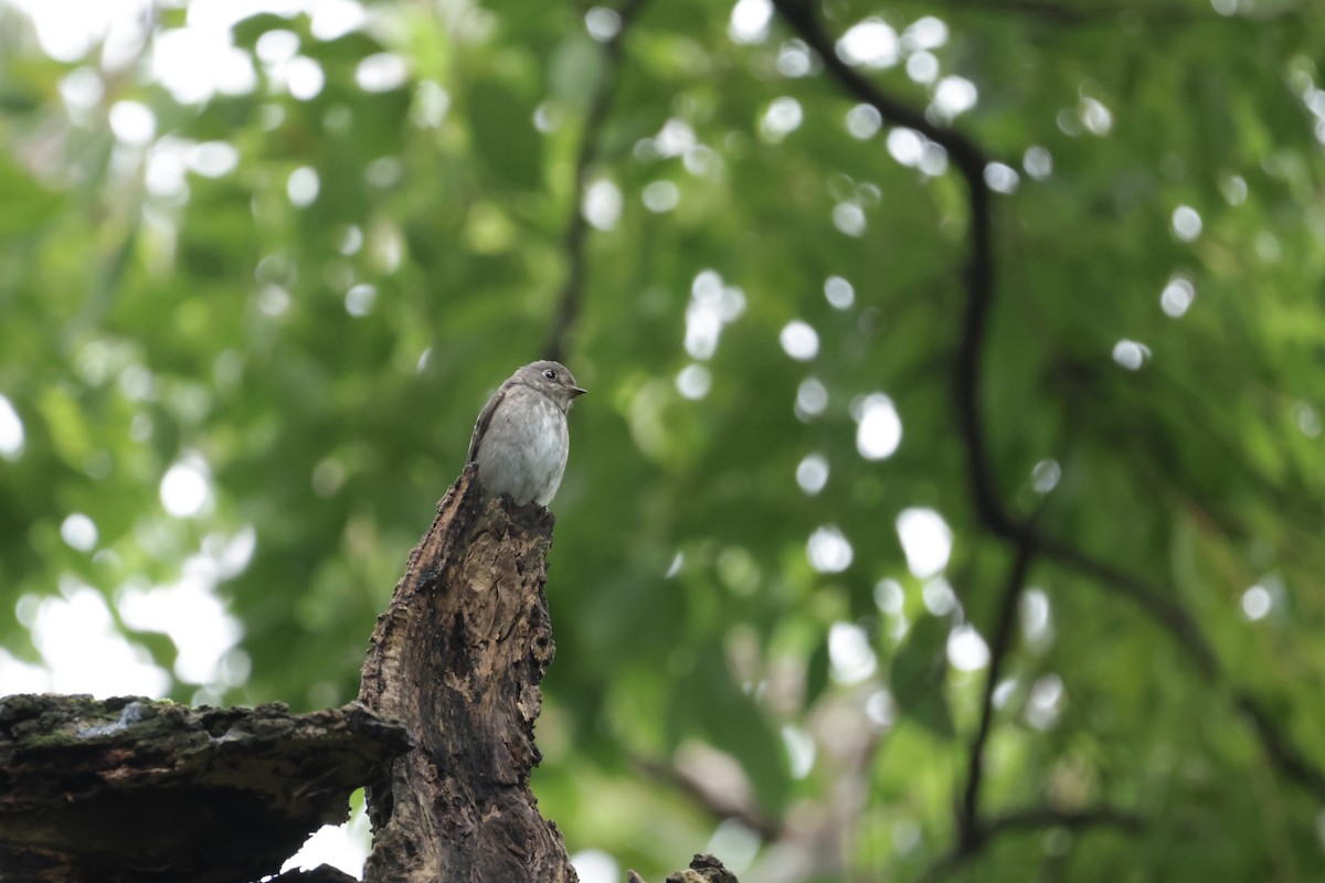 Dark-sided Flycatcher - ML644205727
