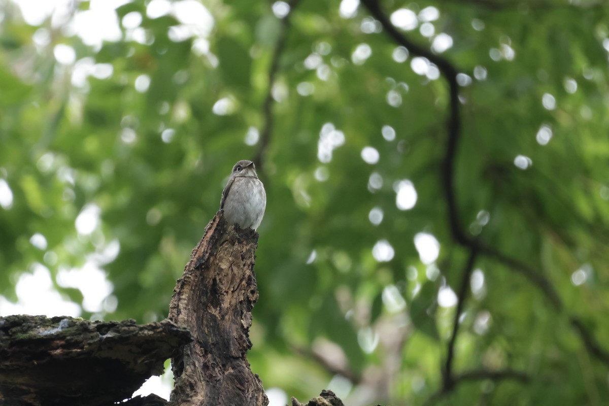 Dark-sided Flycatcher - ML644205728